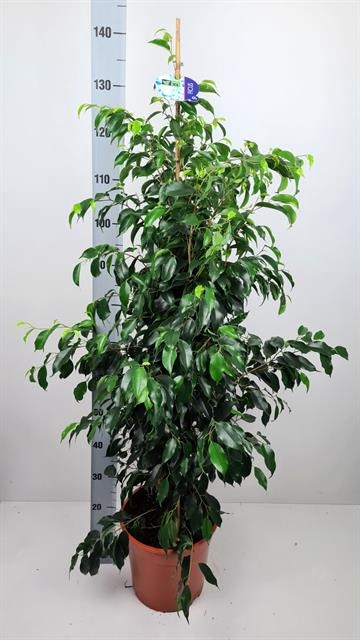 Ficus benjamina Danielle 27Ø 140cm 2pp