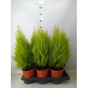 Cupressus macro. 'Goldcrest Wilma'