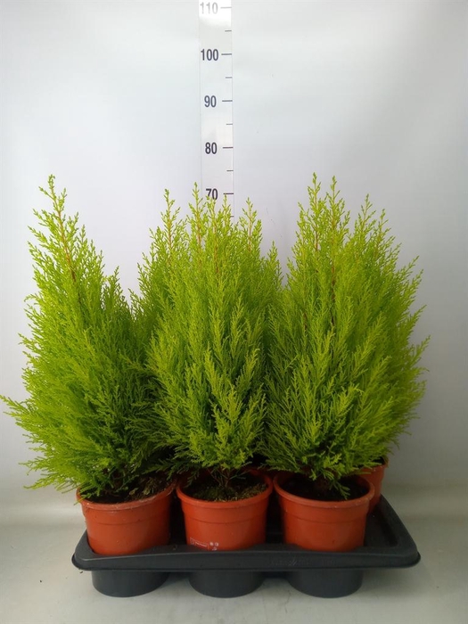 <h4>Cupressus macro. 'Goldcrest Wilma'</h4>