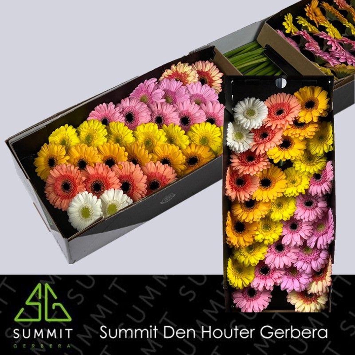 <h4>Germini Mix Spring Doos</h4>