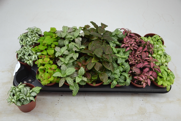 <h4>FITT GEM 7 KL</h4>