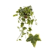 Hedera Helix bont geel-bont