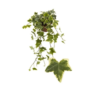 Hedera Helix bont geel-bont