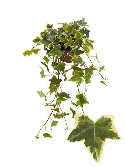 <h4>Hedera H Goldchild Beperkt leverbaar</h4>