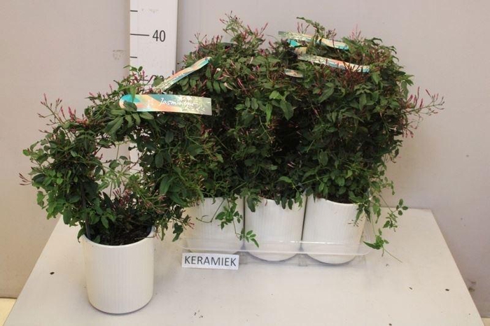 <h4>JASM POLYANTHUM RZ</h4>