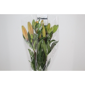LIRIO HONESTY 090 CM HA 3/4 FLS