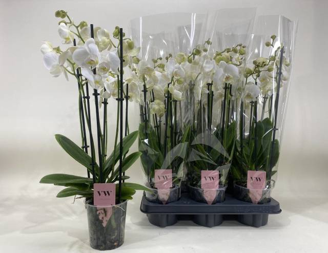 <h4>PHAL WHITE INVERNESS 6 TAK</h4>
