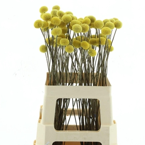 Dried Craspedia Paintball X X L