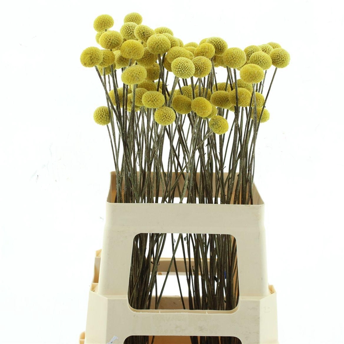 <h4>Dried Craspedia Paintball X X L</h4>