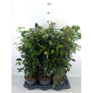 Ficus benja. 'Danielle'