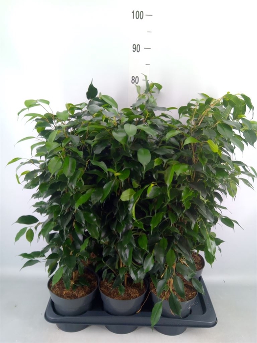 <h4>Ficus benja. 'Danielle'</h4>