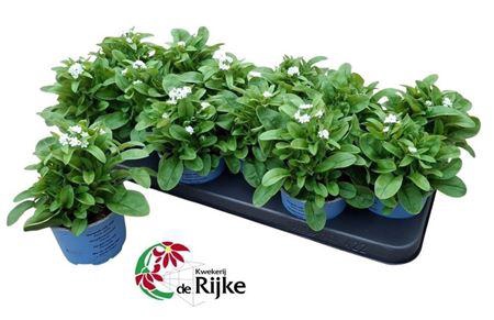 Myos Sy Mon Ami White