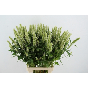 AGASTACHE WHITE