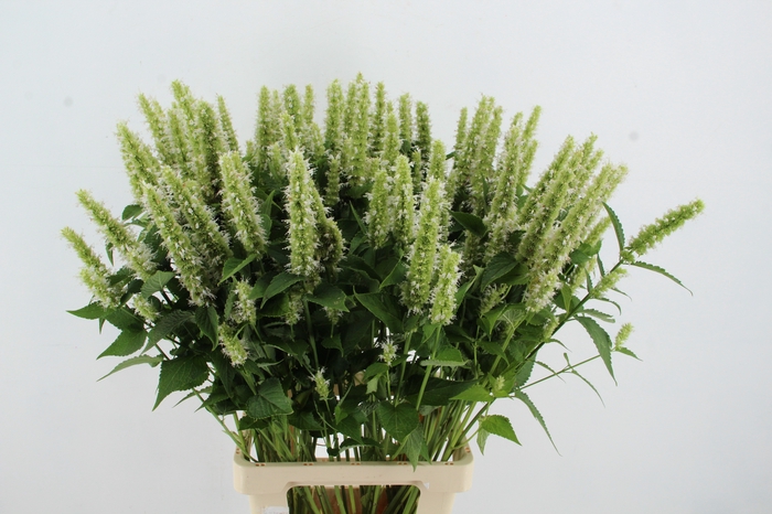 <h4>AGASTACHE WHITE</h4>