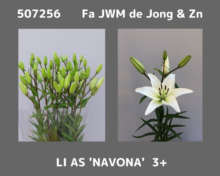 <h4>LI AS NAVONA</h4>