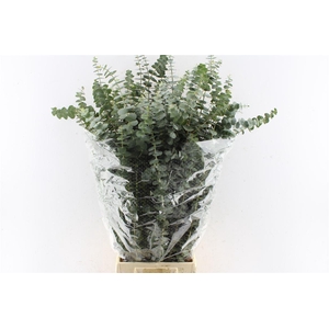 Euca Baby Blue 200 Gram Pt