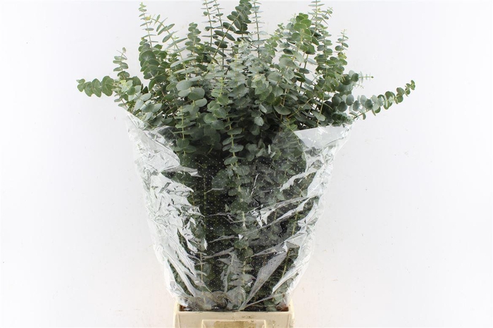 <h4>Euca Baby Blue 200 Gram Pt</h4>