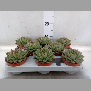 Echeveria   ...