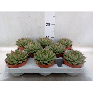 Echeveria   ...