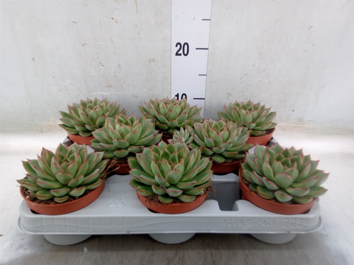 <h4>Echeveria   ...</h4>