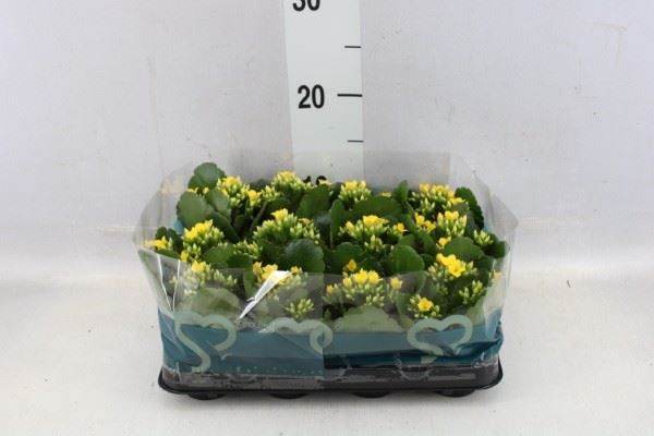 <h4>Kalanchoe blos.   ..</h4>