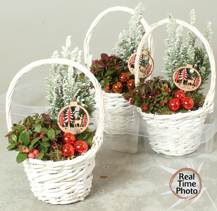 <h4>Arr Tuinplanten</h4>