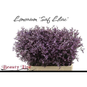 Lim Saf Lilac