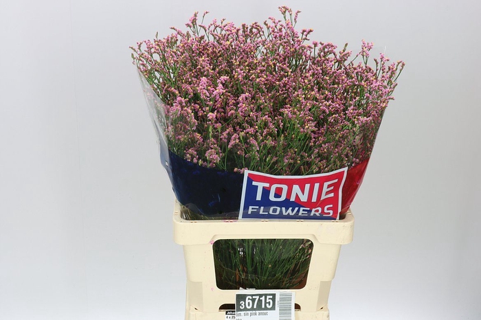 <h4>Lim. Sin Pink Anouchka</h4>