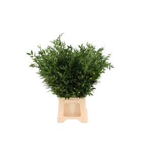 Ruscus Middel 200 Gram