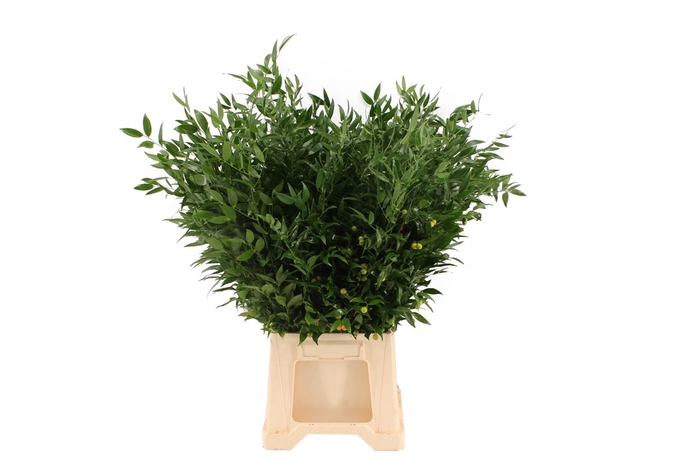 <h4>Ruscus Middel 200 Gram</h4>