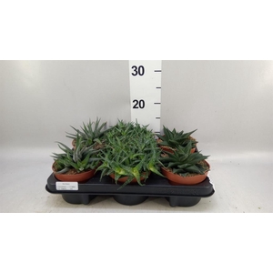 Aloe   ...mix