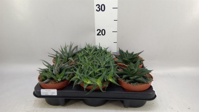 <h4>Aloe   ...mix</h4>