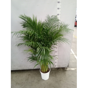 Dypsis lutescens   ...Chrysalidoca