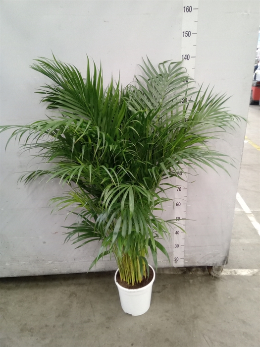 <h4>Dypsis lutescens   ...Chrysalidoca</h4>