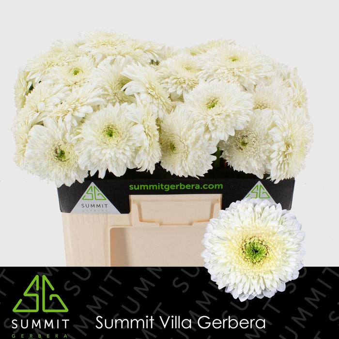 <h4>Gerbera Pomponi Moon Kick Water</h4>