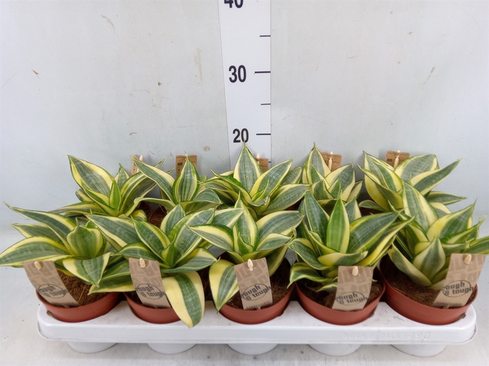 <h4>Sansevieria trifa. 'Golden Hahnii'</h4>