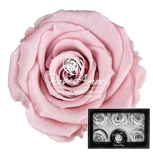 Lplus Pin04