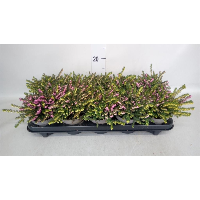 <h4>Erica darley. ...mix 2 / pot</h4>