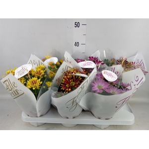 Chrysanthemum  'Elle Fleur'