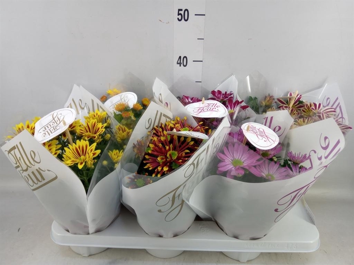 <h4>Chrysanthemum  'Elle Fleur'</h4>