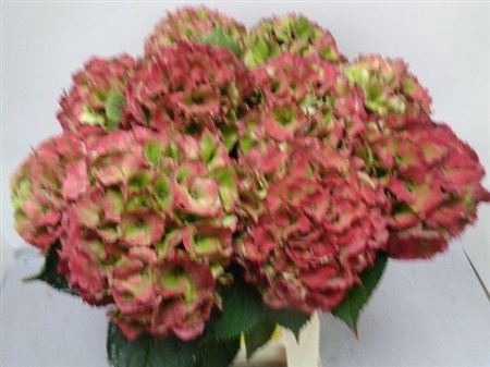 <h4>Hydr M Royal Palace Cl</h4>