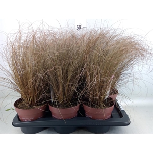 Carex comans 'Bronze Form'