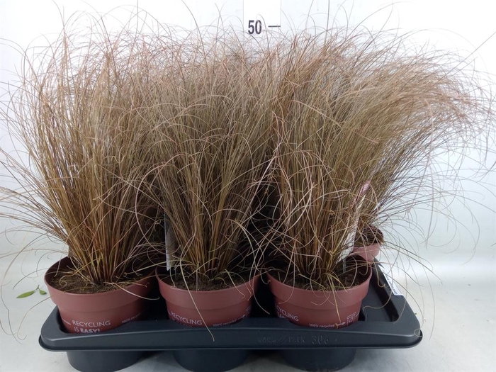 <h4>Carex comans 'Bronze Form'</h4>