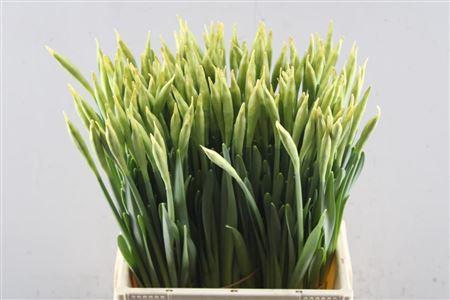 <h4>Narc G Carlton X150</h4>