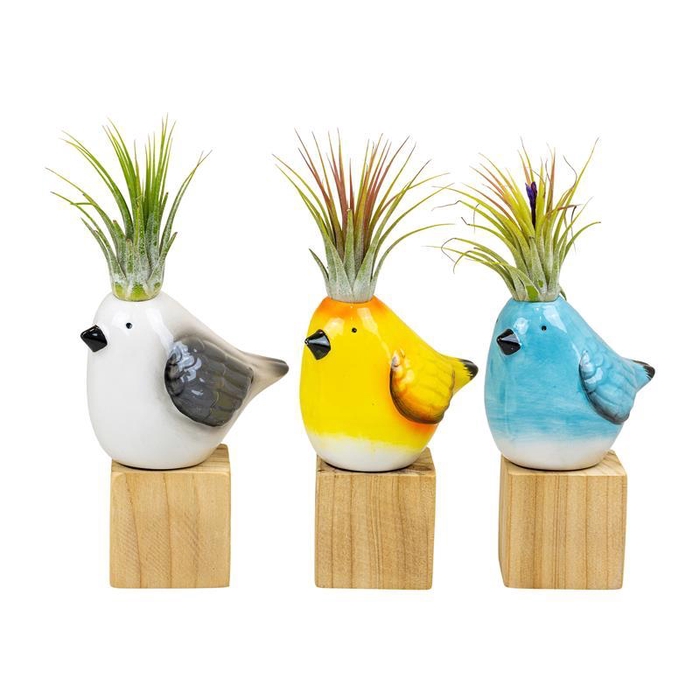 <h4>TILLANDSIA IONANTHA</h4>