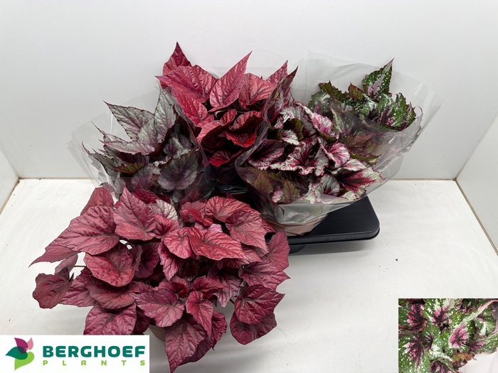 <h4>BEG BEL GEM</h4>