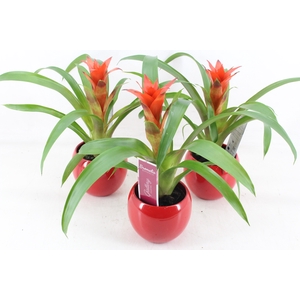 arr3 ZS - Guzmania Ostara bolpot rood