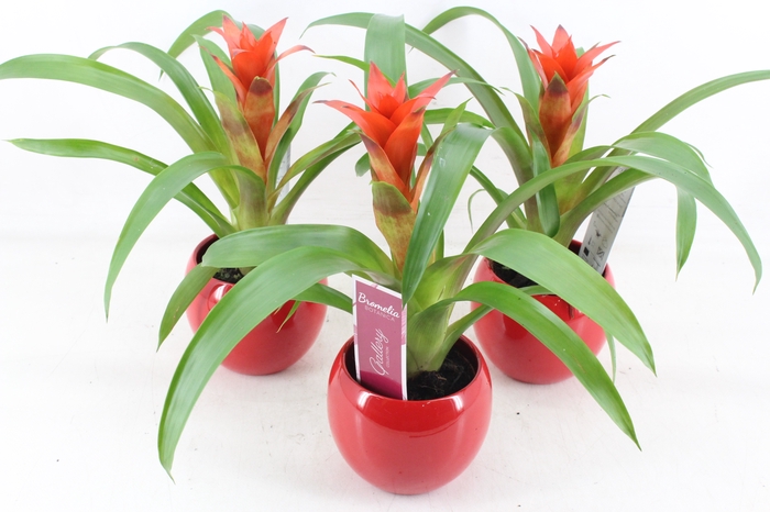 <h4>arr3 ZS - Guzmania Ostara bolpot rood</h4>