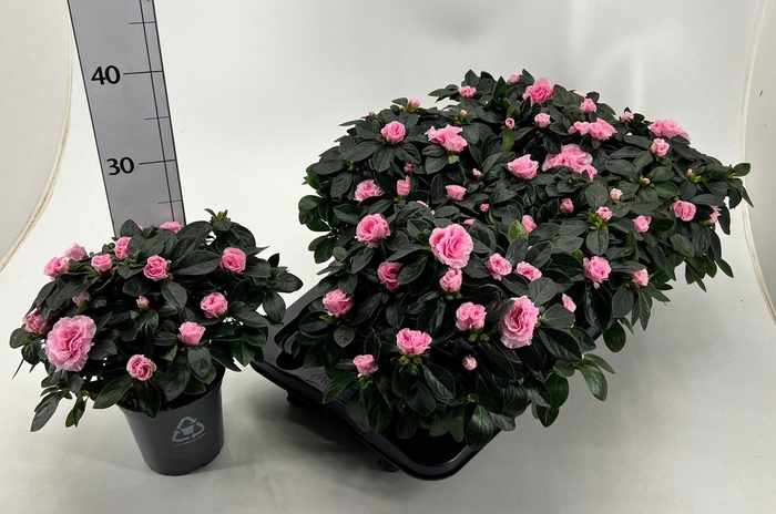 <h4>RHODO SI AIKO ROSE</h4>