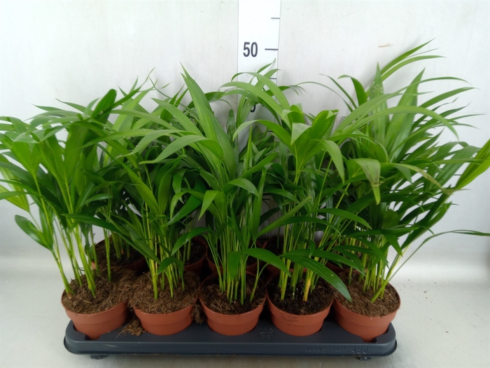 <h4>Dypsis lutescens   ...Chrysalidoca</h4>